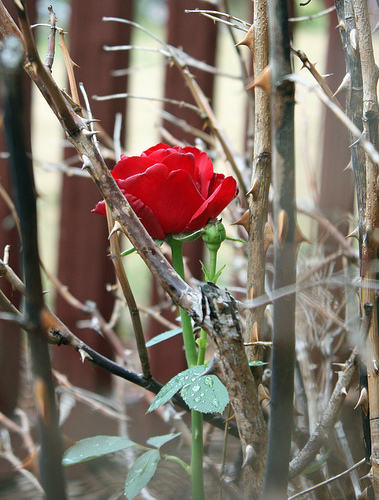 Red rose and thorns