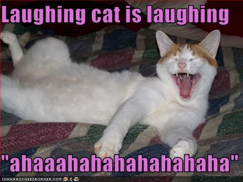 Laughing Cat from I Can Haz Cheezburger